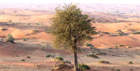 Ghaf Tree At The Heart Of Uae Biodiversity Goumbook