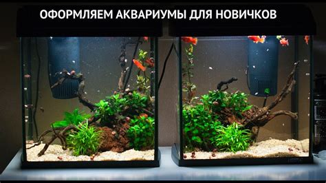 Запуск и обслуживание аквариумов для новичков с нуля - YouTube