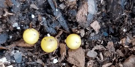 Demystifying Those Mysterious Small Yellow Balls In Your Soil