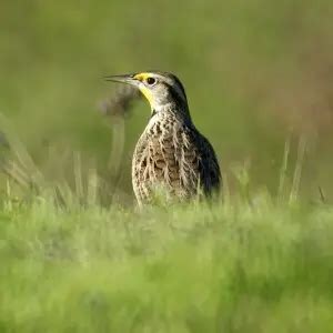 Western Meadowlark - Facts, Diet, Habitat & Pictures on Animalia.bio