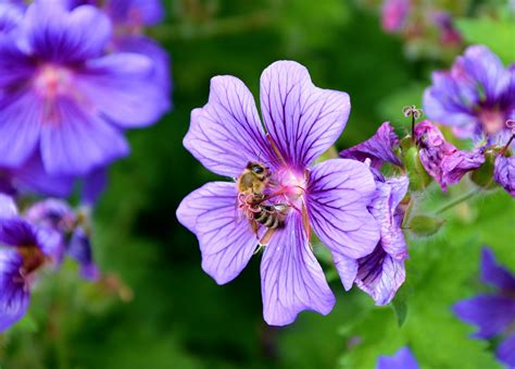 Plantas Con Flores Resistentes Al Sol Ideales Para Jardines