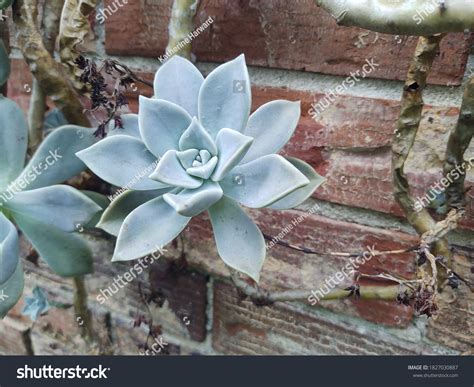 Graptopetalum Paraguayense Ghostplant Succulent Bloom Stock Photo