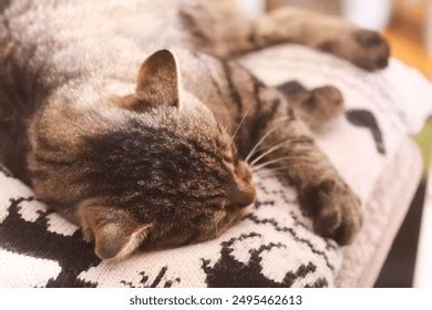 Chatte Blonde R Sultats Mille Dimages Libres De Droits De Photos De Stock Et D