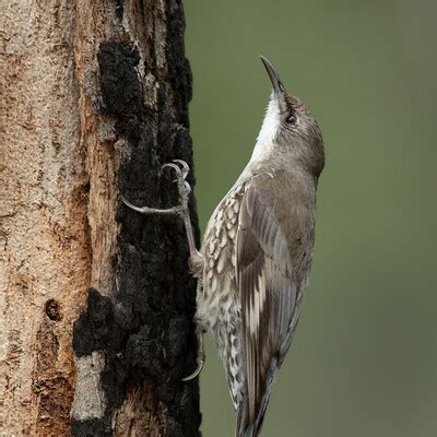 White Throated Treecreeper Cormobates Leucophaea Birdweather