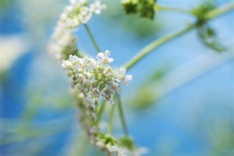 Joy | The Essential Wellness Nutrient - KORA Organics