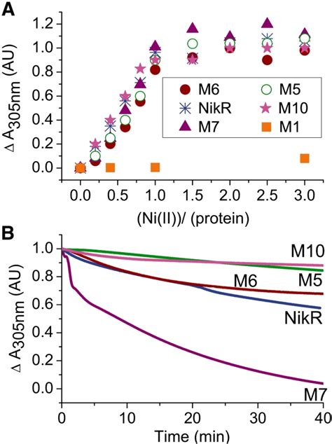 Ni II Binding To NikR And M5 M6 M7 And M10 Derivatives And Kinetics