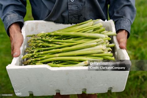 Organic Asparagus Harvesting High-Res Stock Photo - Getty Images