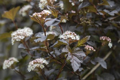 20 Long Blooming Perennials To Grow In Zone 3 Shifting Roots