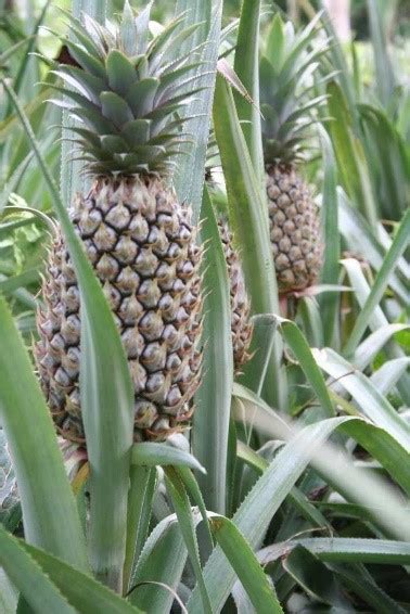 Pineapple Tree Hi Res Stock Photography And Images Alamy