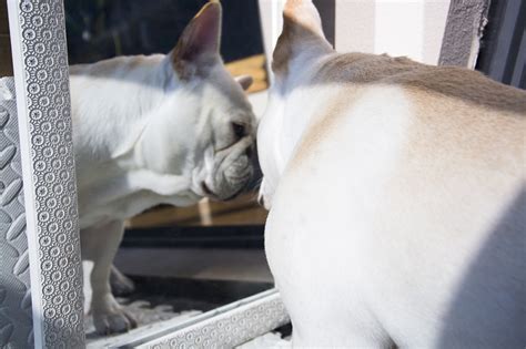 Perancis Bulldog Anjing Peliharaan Foto Gratis Di Pixabay Pixabay