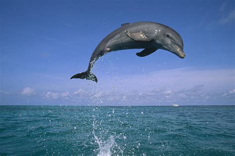 Bottlenose Dolphin Tursiops Truncatus Photograph by Konrad Wothe