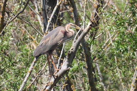 Ebird Checklist May Lleida Parc De La Mitjana Sector Est