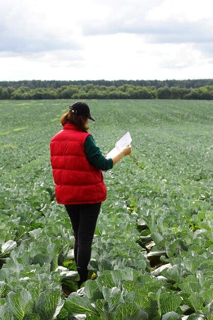 O Agricultor Controla A Qualidade Da Colheita De Repolho Agr Noma Na