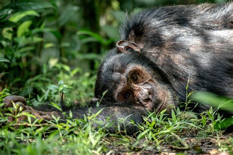 12 Day Uganda Primate And And Wildlife Safari