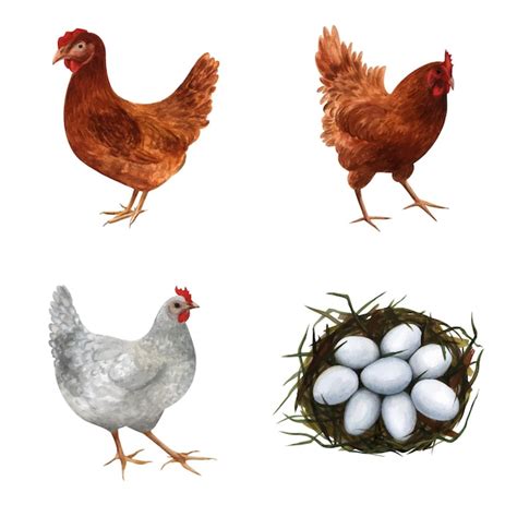 Premium Vector Chickens And Nest With Eggs Hand Drawn In Watercolor