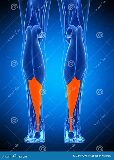 The Achilles Tendon Stock Illustration Illustration Of Artwork