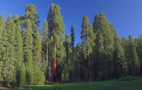 Redwood Trees Types Facts And Identification With Pictures