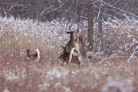 White Tailed Deer Fighting In Winter Photograph By Mircea Costina