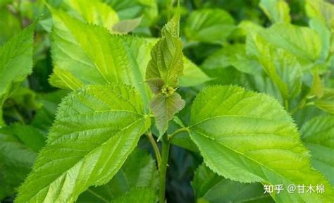 长在树上的嫩芽也可以当菜吃这10种木本野菜遇见了别错过 知乎