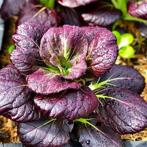 TomorrowSeeds Purple Lady Bok Choy Seeds 500 Count Packet Pak