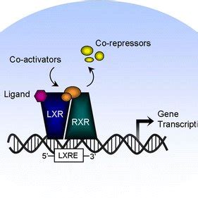 Mechanism Of Liver X Receptor Activation In The Nucleus LXRs Form An