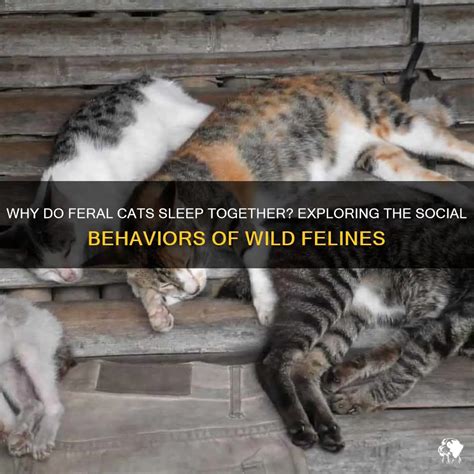 Why Do Feral Cats Sleep Together Exploring The Social Behaviors Of