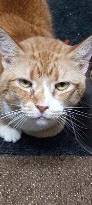 Rochester NY Domestic Shorthair Meet Apricot Special Needs FIV A