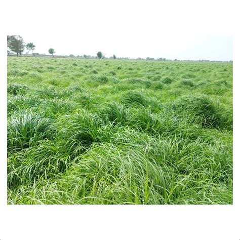 Buy Top Quality Rhodes Grass Hay And Alfalfa Hay In Wholesale From