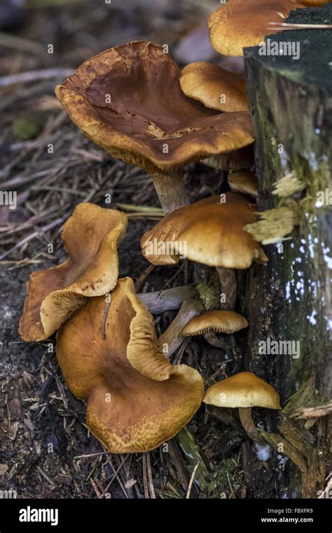 Root Rot Hi Res Stock Photography And Images Alamy