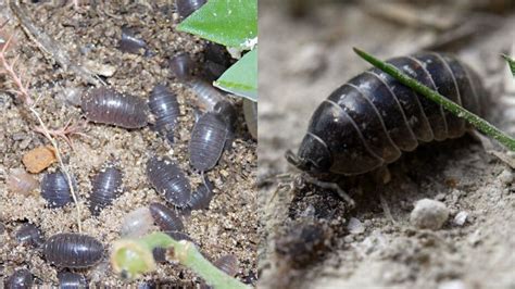 3 Trucos Definitivos Para Eliminar Las Cochinillas De Tus Plantas Ser Zen