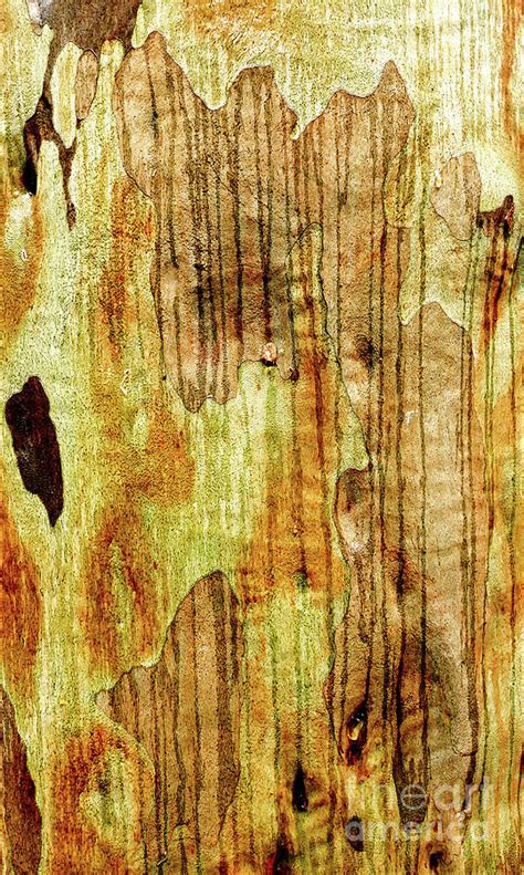 Tree Bark Series - Lines of Rain Photograph by Lexa Harpell | Fine Art America