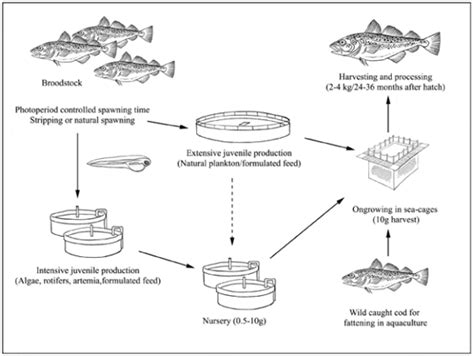 How To Farm Atlantic Cod The Fish Site