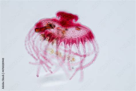 Hydra Is A Genus Of Small Fresh Water Animals Of The Phylum Cnidaria