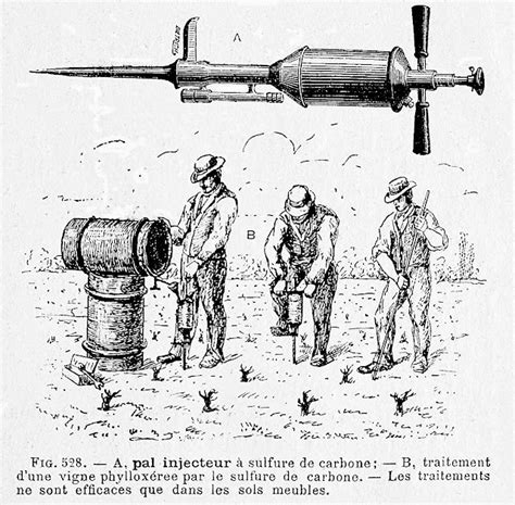 Histoire Et Histoires D Arnex Sur Orbe Le Phyllox Ra Dans Nos Vignes