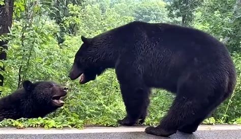 Watch: Fighting bears resemble WWE combatants, but really mean it