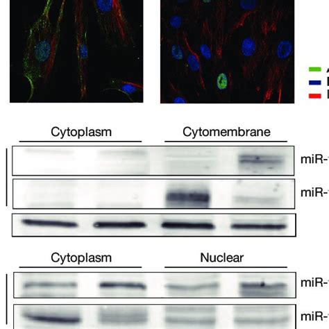 Mir P Regulates Pd L In The Cytomembrane And Regulates Ccnd In