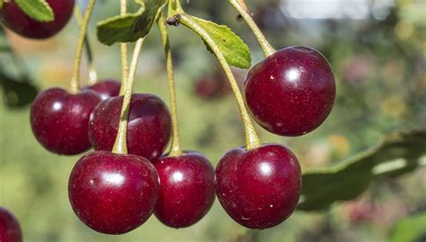 Cherry Varieties Their Characteristics Tips And How To Recognize Them