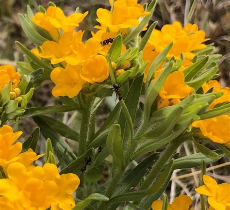 Hoary Puccoon