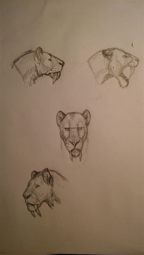 Smilodon Populator Head Practice By Leonelsabertooth On Deviantart