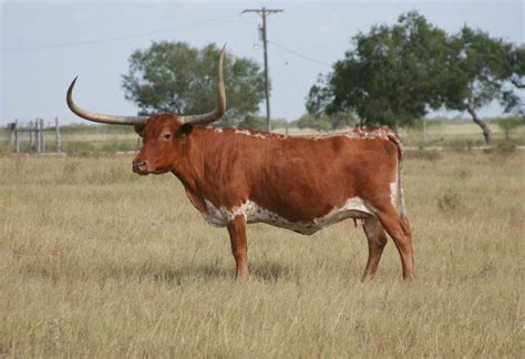 El Coyote Ranch Photo Gallery Texas Longhorns And Information Page