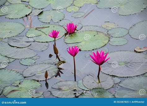 Field Pink Lotus Flower Blooming Petals Beauty Nature In Water Stock