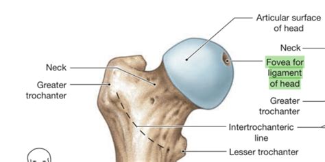 Bones Ligaments And Joints Of The Lower Limb Flashcards Quizlet