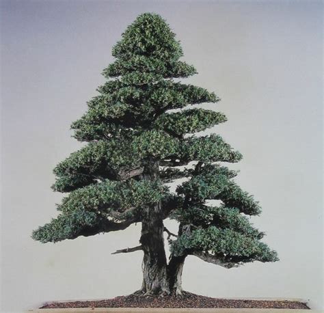 Spruce seed | BELL Garden Company,Wholesale Plant seeds,Alive roots,Medicinal herbs,medicinal ...