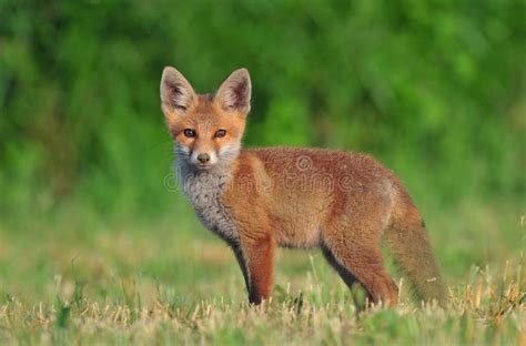 Red fox cub stock image. Image of hunter, juvenile, lawn - 56504767