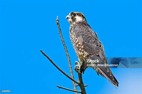 Peregrine Falcon Stock Photo Download Image Now Animal Wildlife