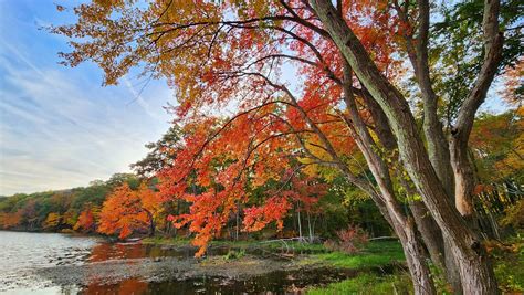 Under The White Oak Leaves Autumn Echo Lake Tanja Chester Flickr