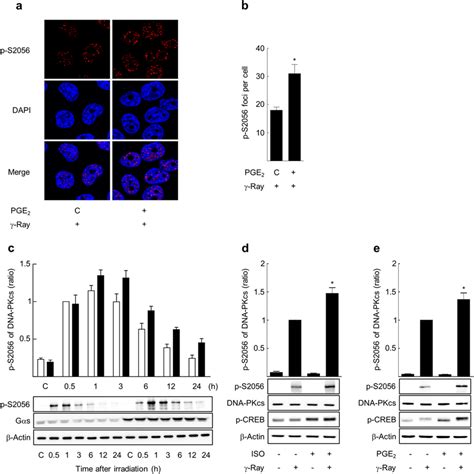 Camp Signaling Increased Phosphorylation Of Dna Pkcs At S2056 Resulting