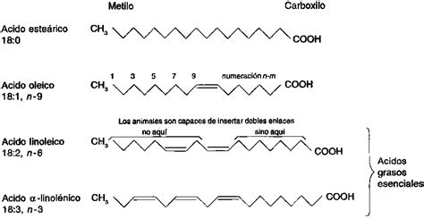 Lugar De La Noche Base Primero Punto De Fusion Del Acido Linoleico