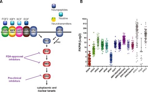 Figure 1 From Is The Canonical RAF MEK ERK Signaling Pathway A