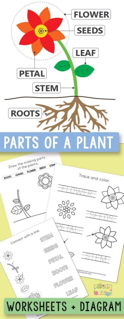 Free Printable Parts Of A Plant Worksheets Itsy Bitsy Fun